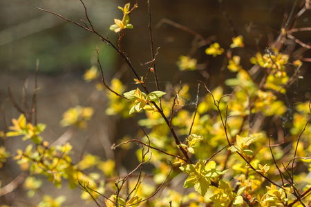 Detail of spirea japonica leaves growing in spring