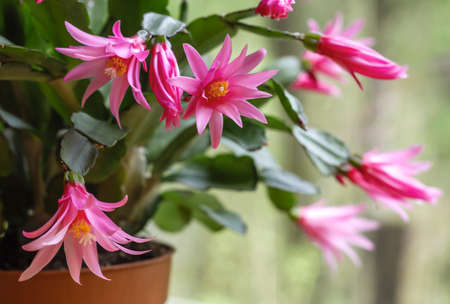 Hatiora rosea or Rose Easter Cactus succulent plant pink flowers bloomingの写真素材
