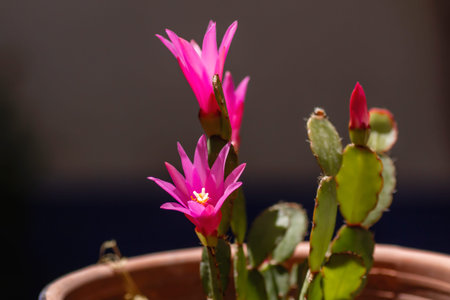 Hatiora rosea or Rose Easter Cactus succulent plant pink flower close upの写真素材