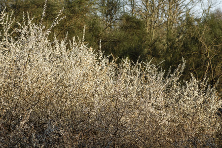 Crataegus Monogyna or Hawthorn white flowers blooming in springの写真素材