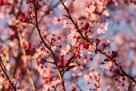 Detail of prunus persica pink flowers blossom in springの写真素材
