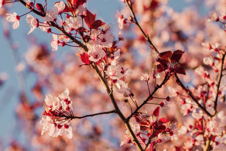 Detail of prunus persica pink flowers blossom in springの写真素材