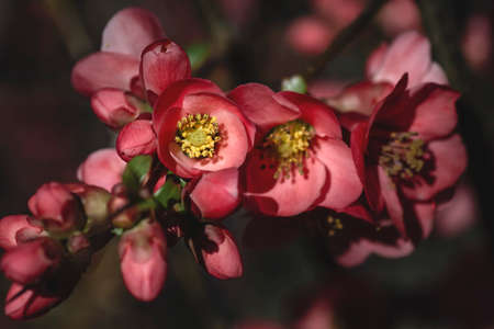 Detail of blossoming chaenomeles japonica pale red flowersの写真素材