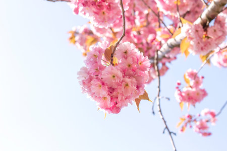 Prunus serrulata or japanese cherry tree cherry blossoms pink flowers blooming in spring