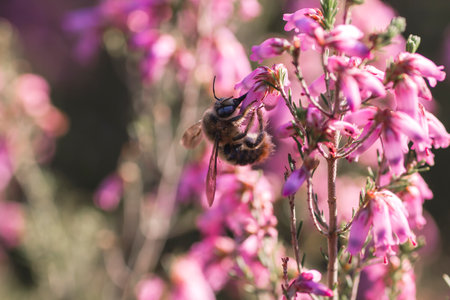 Bumblebee sucking the pollen of erica erigenea springtime pink flowersの写真素材