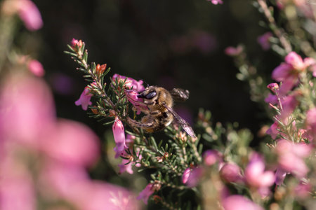 Bumblebee sucking the pollen of erica erigenea springtime pink flowersの写真素材