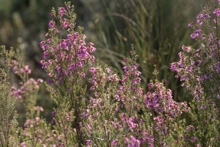 Irish heath pink flowers blooming in springの写真素材