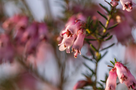 Irish heath pink flowers blooming in springの写真素材