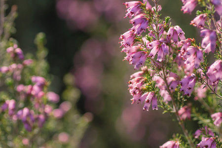 Detail of irish heath blooming in springの写真素材