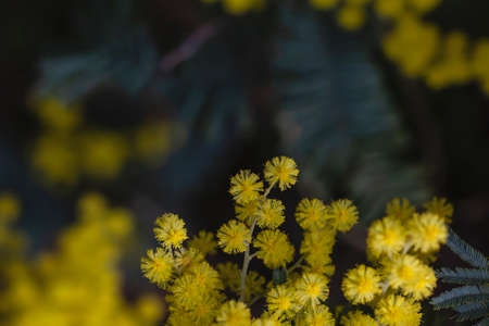 Acacia dealbata silver wattle yellow flowers blooming close upの写真素材