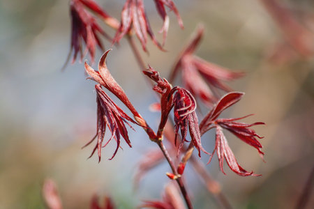 Acer palmatum sprouting red foliage close up, selective focusの写真素材