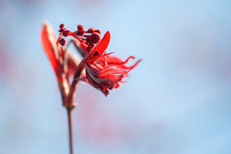 Acer palmatum blooming red flowers and leaves close up, selective focusの写真素材