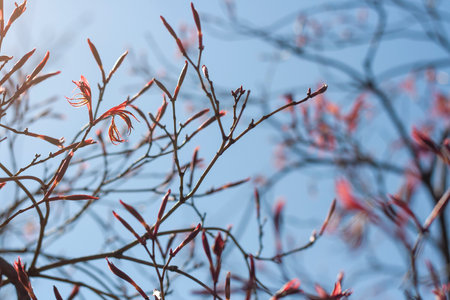 Acer palmatum deciduous tree sprouting red foliage in springの写真素材
