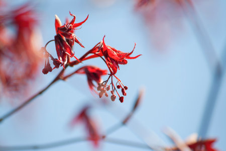 Acer palmatum blooming red flowers and leaves close up, selective focusの写真素材