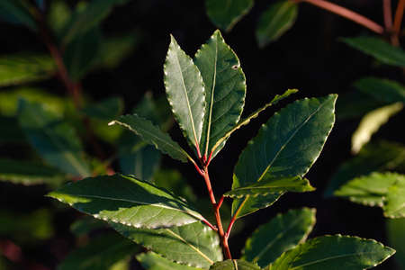 Bay laurel - Laurus nobilis - green aromatic leavesの写真素材