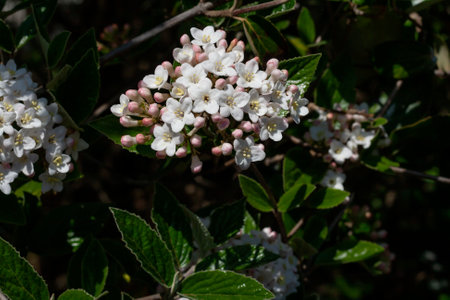 Viburnum tinus white flowers and green leavesの写真素材