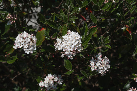 Viburnum tinus white flowers and green leavesの写真素材