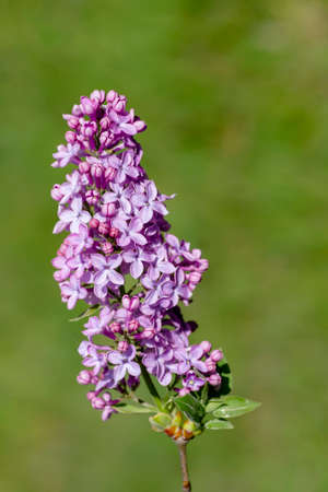 Syringa vulgaris lilac flowers blooming in springの写真素材