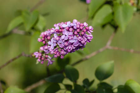 Syringa vulgaris lilac flowers blooming in springの写真素材