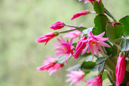 Hatiora rosea or Rose Easter Cactus succulent plant pink flowers bloomingの写真素材