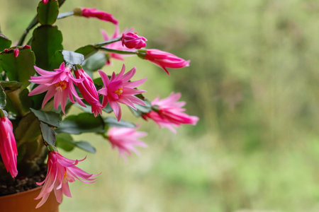 Hatiora rosea or Rose Easter Cactus succulent plant pink flowers bloomingの写真素材