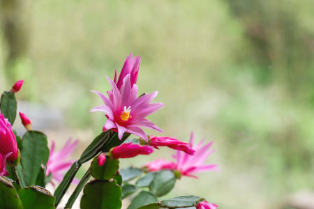 Hatiora rosea or Rose Easter Cactus succulent plant pink flowers bloomingの写真素材