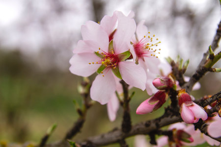 Detail of prunus dulcis flowering tree blooming pink flowers in early springgの写真素材