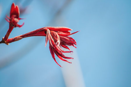 Acer palmatum sprouting red foliage close up, selective focusの写真素材