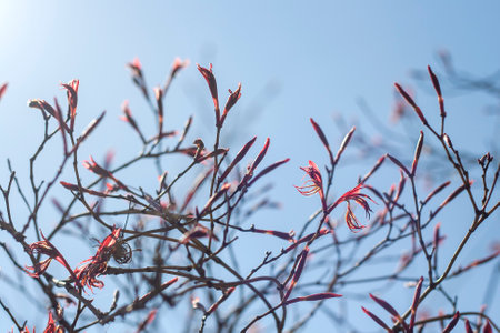 Acer palmatum deciduous tree sprouting red foliage in springの写真素材