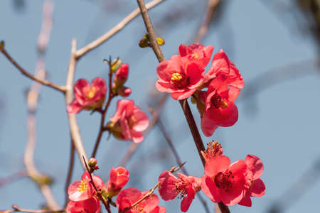 Detail of blossoming chaenomeles japonica pale red flowersの写真素材