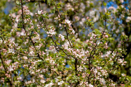 Wild apple tree blooming in springの写真素材