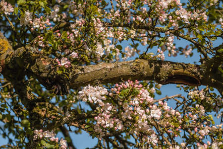Wild apple tree blooming in springの写真素材