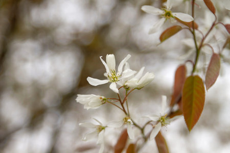 Snowy mespilus white flowers blossoming in spring