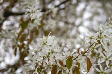 Snowy mespilus white flowers blossoming in spring