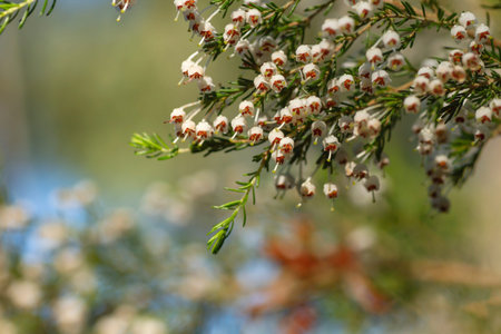 Detail of erica arborea otr tree heath white flowers blooming