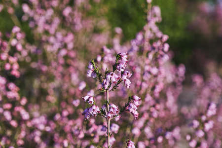 Detail of irish heath - Erica Erigenea - pink flowers blooming in springの写真素材