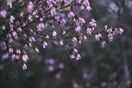 Detail of irish heath - Erica Erigenea - pink flowers blooming in springの写真素材