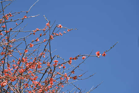 Detail of blossoming chaenomeles japonica pale red flowers blooming in early springの写真素材