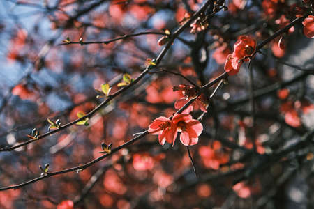 Detail of blossoming chaenomeles japonica pale red flowers blooming in early springの写真素材
