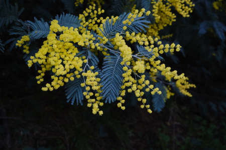 Acacia dealbata silver wattle yellow flowers bloomingの写真素材
