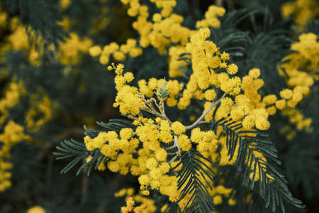 Acacia dealbata silver wattle yellow flowers bloomingの写真素材