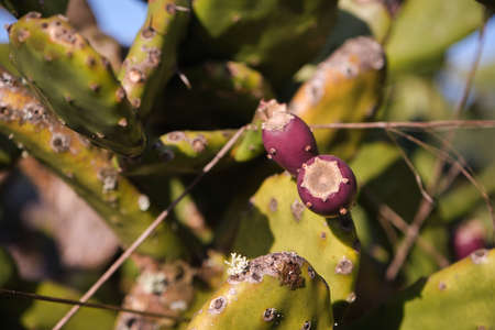 Detail of opuntia ficus indica or prickly pear with fruitsの写真素材