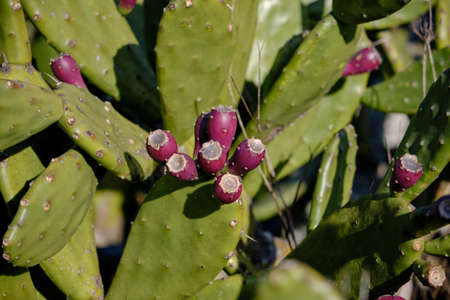 Detail of opuntia ficus indica or prickly pear with fruitsの写真素材