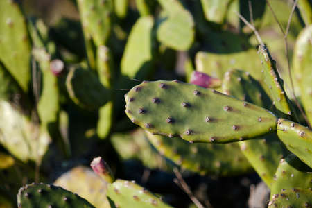 Detail of opuntia ficus indica or prickly pear cactusの写真素材