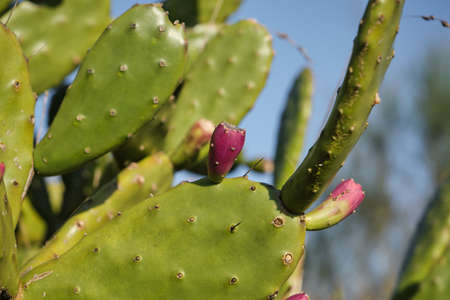 Detail of opuntia ficus indica or prickly pear with fruitsの写真素材