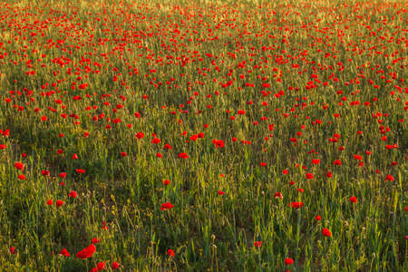 Wild red poppy flowers blooming in the springtime fieldsの写真素材