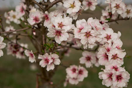 Almond tree blossoms white pinkish flowers blooming in springの写真素材