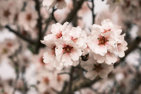 Almond tree blossoms white pinkish flowers blooming in springの写真素材