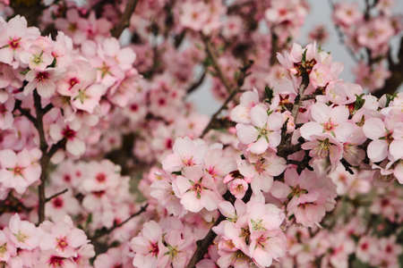 Almond tree blossoms pink flowers blooming in springの写真素材