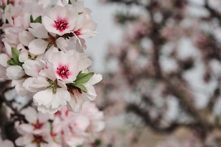 Almond tree blossoms white pink  flowers blooming in springの写真素材
